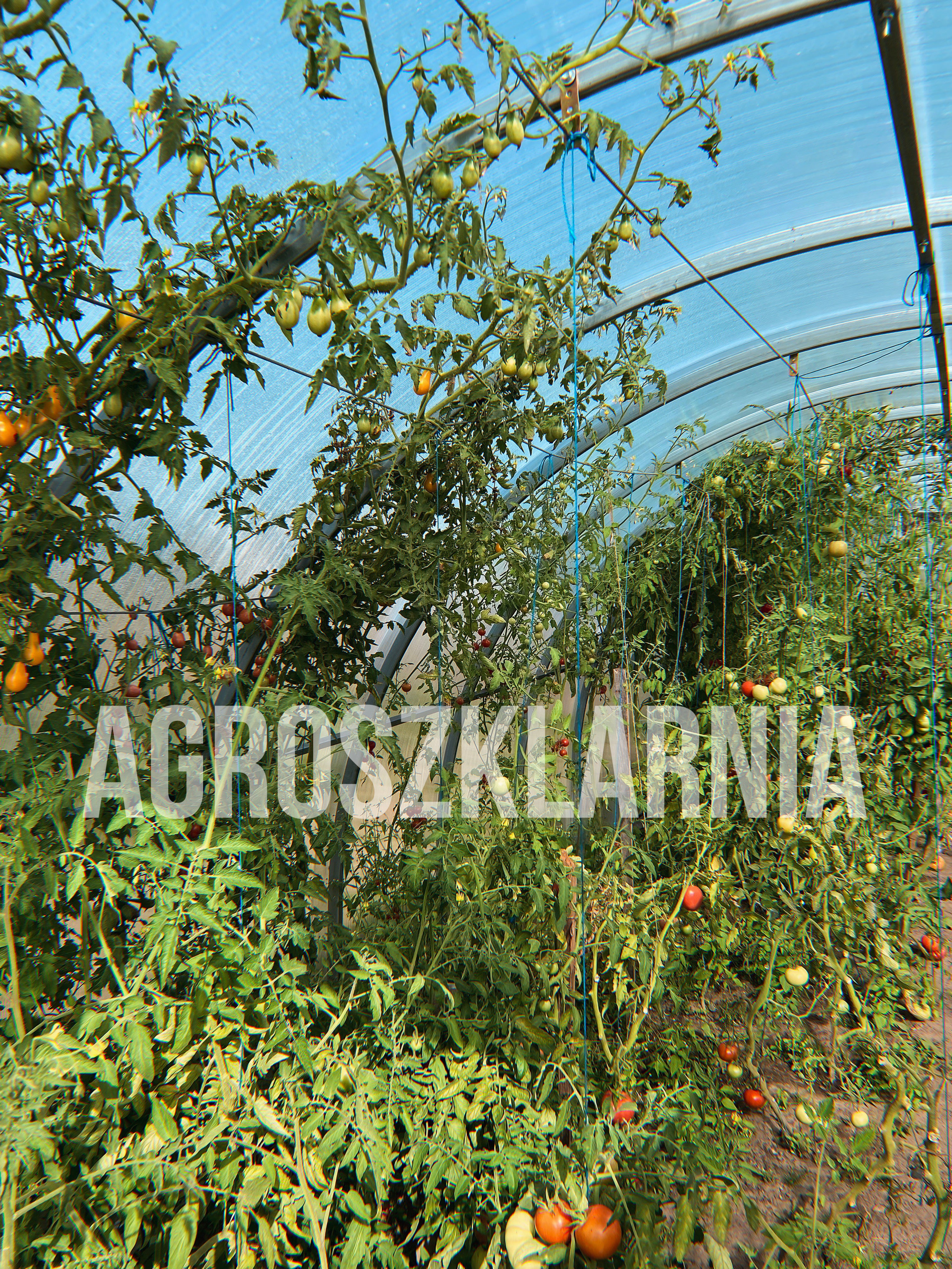 SZKLARNIA "PREMIUM" SZEROKOŚĆ 3M;PROFIL 40*20; DŁUGOŚĆ 4m,6m,8m,10m,12m